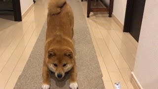 8ヶ月になりました。Let me measure you for a rain coat.    柴犬ゆき Shiba inu, Yuki