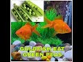 Feeding goldfish green peas | guppy and goldfish in same tank | BOYU MR 418