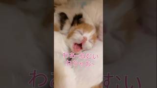 「子猫母猫に包まれた胸の中ですゃすゃ💤」#母猫😚#子猫😶‍🌫️