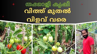 നിങ്ങൾ തക്കാളി നടാൻ ഇഷ്ടപ്പെടുന്നവർ ആണോ/thakkali krishi tips /#100,#viral,#trending, #youtube