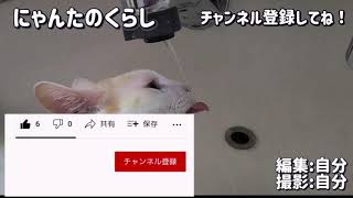 衝撃！水道水を飲む猫のベロを激写！