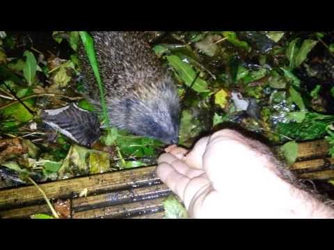 taming and feeding a wild hedgehog taming and feeding a wild hedgehog
