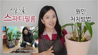 시들시들한 스파티필름