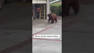 Bear steals watermelon from garage