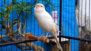 Belgian Canary Singing With Powerful Song for Training