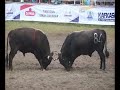 kafkasÖrde kanca İle kiliÇ in mÜcadelesİ korida bullfighting borba bikova liskovica