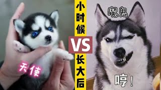 二哈小时候是天使，长大后是魔鬼！大家帮看看这狗纯不纯（蠢）？