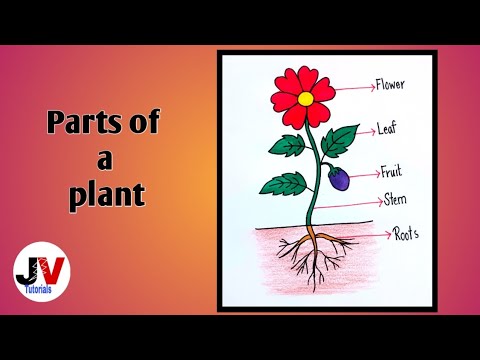 Plant Drawing|draw A Plant And Label Its Parts|how To Draw A Plant ...