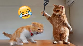 1 Hour Of  Funniest Cats and Dogs - Funny Animals Compilation😺🐶 |Aww Pets