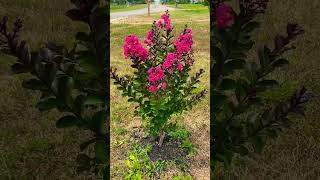 Crape Myrtle!