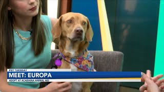 Meet: Europa, Acaidana Animal Aid's Pet of the Week