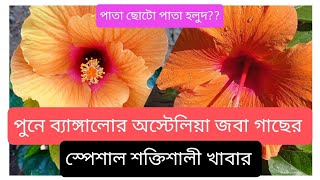 বিদেশি জবা গাছের শীতের খাদ্য সহ পরিচর্যা।#flowers #জবা বাগান