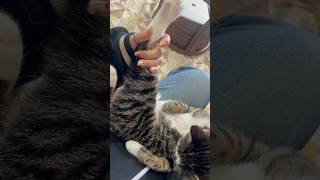 美脚すぎる子猫 |ブン太　 #猫のいる暮らし #猫 #猫動画 #鍵しっぽ #cat #cats