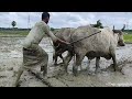 antiquated method of plough by ox cow video