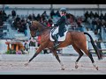 EQUESTRIAN DAVID HUNT •  UNDERSTANDING DRESSAGE  • BASIC ASSESSMENT