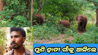 ପୁଣି ହାତୀ ଗାଁକୁ ଆସିଲା //puni hati gaon ku ashile