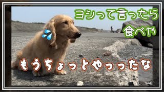 🍂惜しかったなマロン⁉️ヨシって言ったら食べや