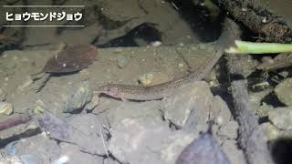 ヒョウモンドジョウ(沖縄県指定希少野生動植物種)/2022.12.23