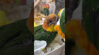 お世話好きなシロハラインコ　　#ズグロシロハラインコ