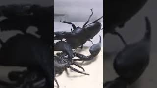 black scorpion vs black bug
