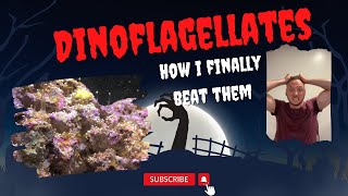 How I beat dinoflagellates (Dinos)