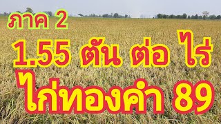 ภาค 2  ผลผลิต 1.55 ตัน ต่อ 1 ไร่ 💚 ไก่ทองคำ 89 ❤ สนใจพันธุ์ข้าว 0899428684