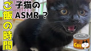 保護したばかりの子猫の食べっぷり！子猫のASMR？ご飯の時間 ﾀｶﾁｬﾑ