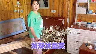 七宝被咬的满头是包，秋子发现了跳蚤窝，周医生掏腰包买新床