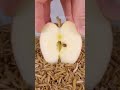 Mealworms vs APPLE