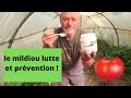 La maladie des tomates  : le mildiou