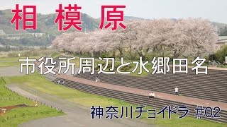 相模原の桜 相模原市役所周辺・水郷田名 (神奈川県相模原市)　【神奈川チョイドラ #02】