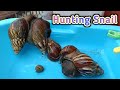 Hunting Snail‼️ Berburu Bekicot disekitar Rumah