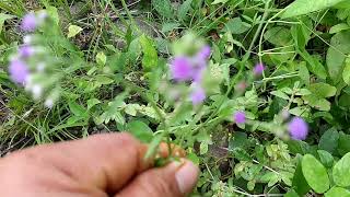 Cyanthillium cinereum||Herbal Plant||Boy Dahon