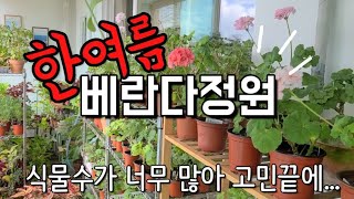 가드닝 3년차에 고민에 빠진 식물집사의 이야기/여름 베란다정원 구경하면서 식물토크/ 가드닝팁