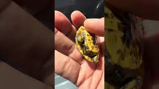 2024年自家繁殖的佛罗里达箱龟苗 #boxturtle