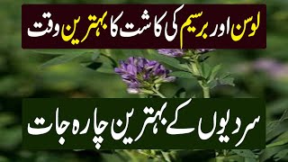 Winter Fodder Crops in Pakistan | Berseem Cultivation | Alfalfa/Lucern Cultivation in Urdu ||