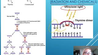 Chapter 7: Mutations