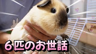 【まったり～】多頭飼育女子のモルモット６匹の朝のお世話タイム