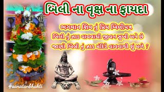 બિલીપત્ર વૃક્ષ નું મહત્વ ll બિલી નો મહિમા ll ભગવાન શિવ નું પ્રિય બિલ્વપત્ર ll