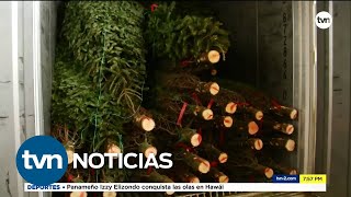 Llegan unos 16 contenedores con arbolitos naturales | TVN Noticias