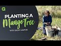 Planting a Mango Tree