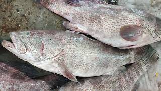 gissar fish