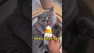 63 猫咪每天舔毛，记得帮猫咪排毛哦！ #快手宠物天团 #快手有萌宠 @快手热点O3xddgkd5fav5if9 #萌宠好物