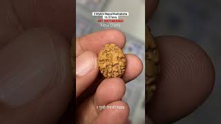 2 Mukhi Nepal Rudraksha 16.57mm. २ मुखी नेपाली रुद्राक्ष #reels #shorts #viralvideo #bholenath #shiv