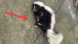 From Roadside to Heart: An Unexpected Tale of a Skunk