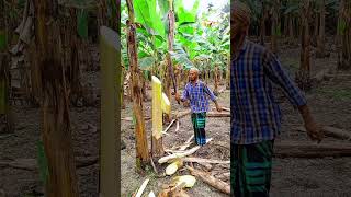 Bananas tree's cutting skills 🌴#ep-261.#shorts #shortvideo #fun #trending