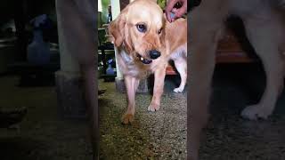 முடிஞ்சா தொட்டு பாருங்கடா பார்ப்போம்#funny #goldenretriever #trending #shorts