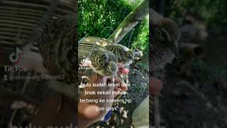 merawat burung perkutut lolohan