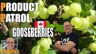 Gooseberries: What a Canadian Berry bush I found