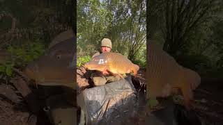 Huge Common Carp! 38lb 14oz of Pure Gold, Carp fishing a new South England UK!
